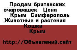 Продам британских очаровашек › Цена ­ 5 000 - Крым, Симферополь Животные и растения » Кошки   . Крым